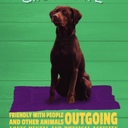 Schild Spruch Labrador Chocolate Steckbrief Greedy Gierig Hund JW