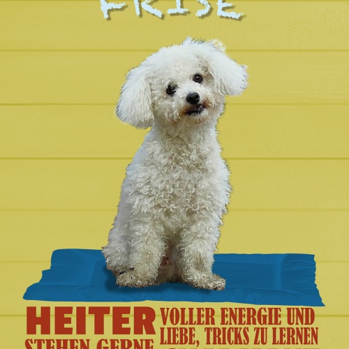 Schild Spruch Bichon Frise Steckbrief Heiter Charmant Hund JW