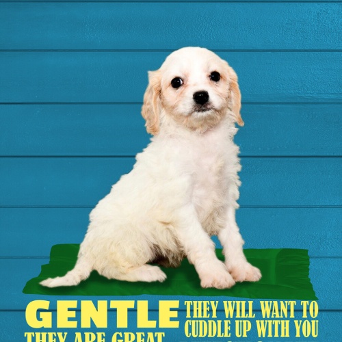 Schild Spruch Cacachon Steckbrief Gentle Sanft Hund JW