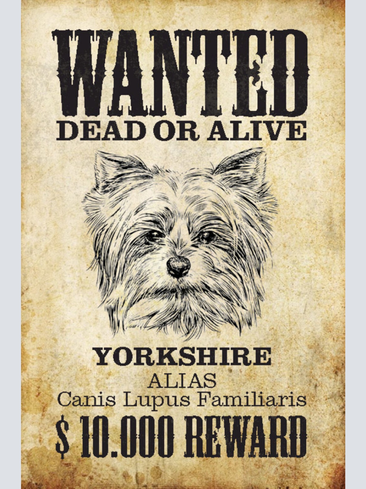 Schild Spruch Wanted Dead or Alive Gesucht Tot Lebend Yorkshire Hund JW