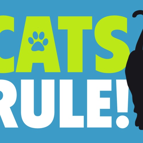 Schild Spruch Cats rule Katzen herrschen JW