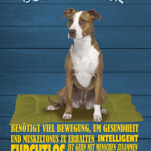 Schild Spruch Staffordshire Bullterrier Steckbrief Bennötigt Bewegung Hund JW