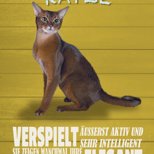 Schild Spruch Abessiner Katze Steckbrief Verspiel Elegant Katze JW