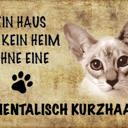 Schild Spruch Haus ist kein Heim ohne Orientalisch Kurzhaar Katze JW