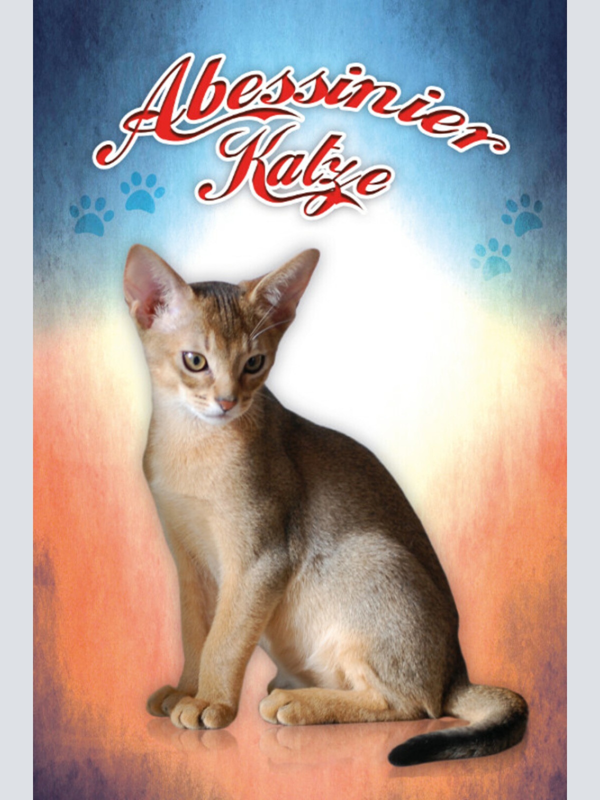 Schild Spruch Abessinier Katze JW