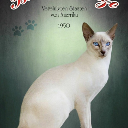 Schild Spruch Balinesenkatze Vereinigte Staaten von Amerika 1950 JW