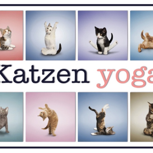 Schild Spruch Katzen Yoga JW