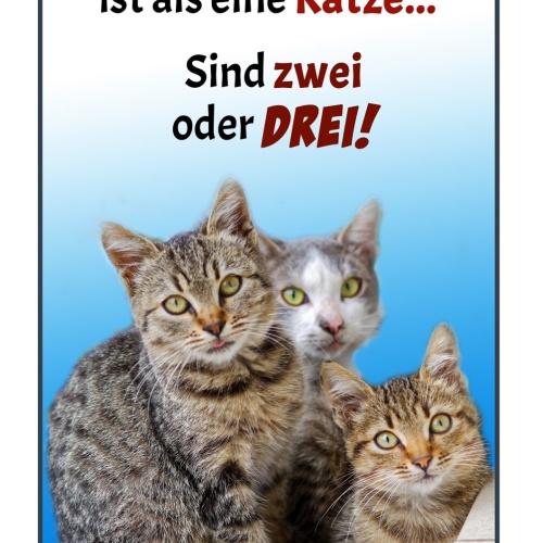 Schild Spruch Einzige was besser ist als eine Katze sind zwei oder drei JW