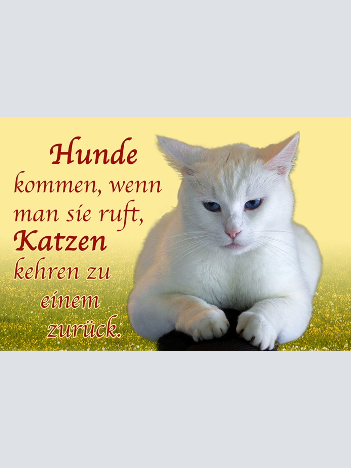 Schild Spruch Hunde kommen wenn man sie ruft Katzen kehren zu einem zurück JW