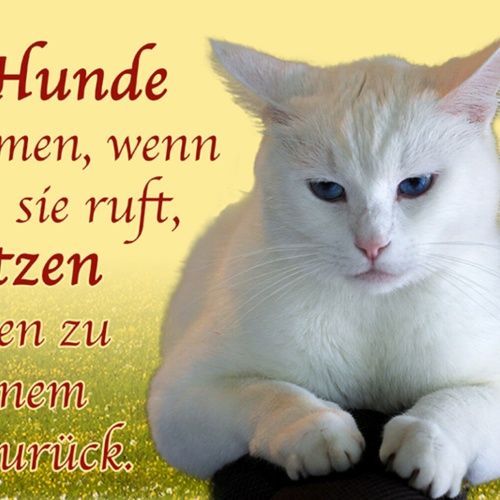 Schild Spruch Hunde kommen wenn man sie ruft Katzen kehren zu einem zurück JW