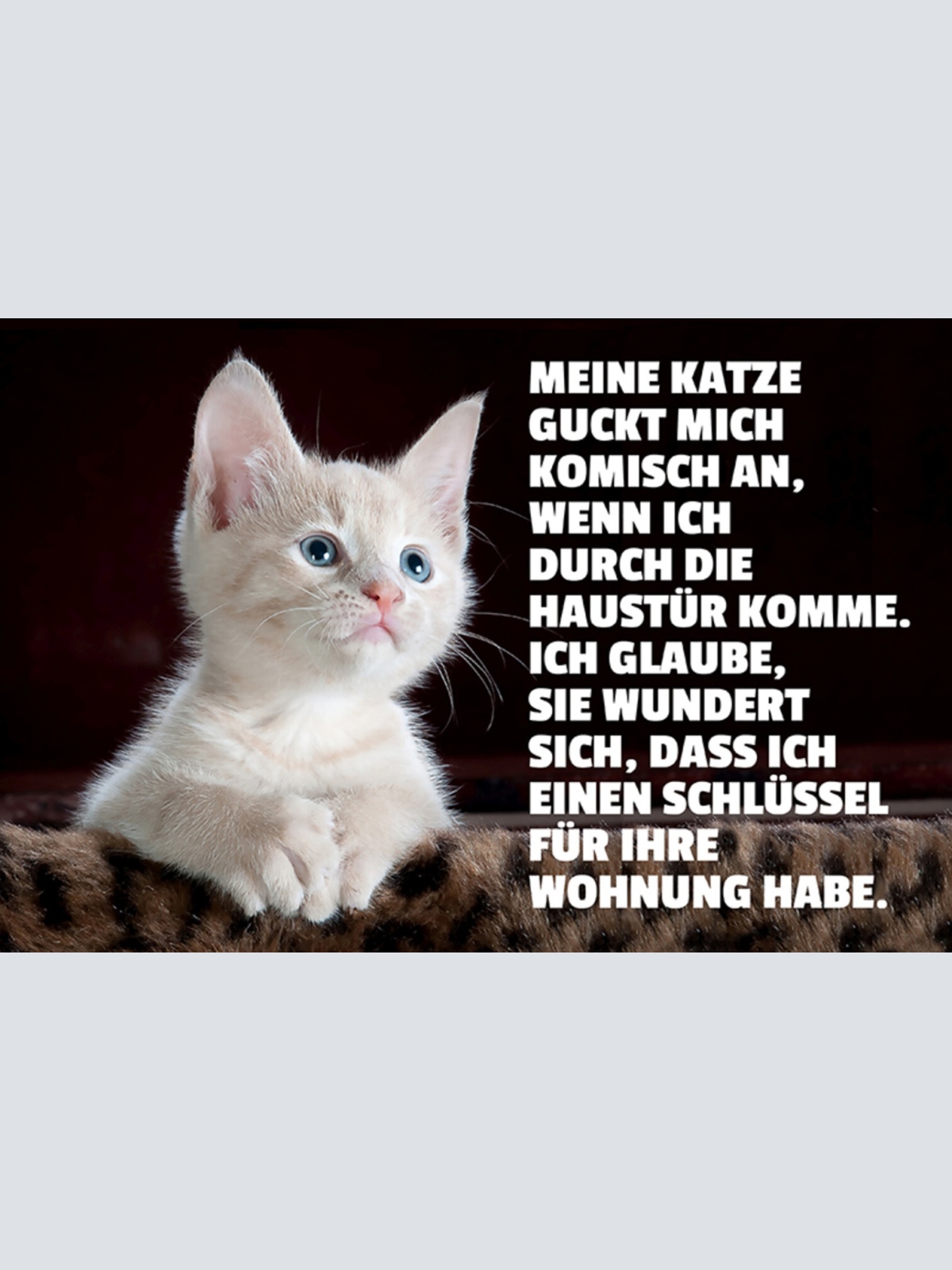 Schild Spruch Meine Katze guckt mich komisch an wenn ich durch die Haustür JW