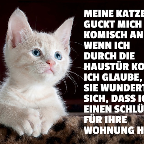 Schild Spruch Meine Katze guckt mich komisch an wenn ich durch die Haustür JW