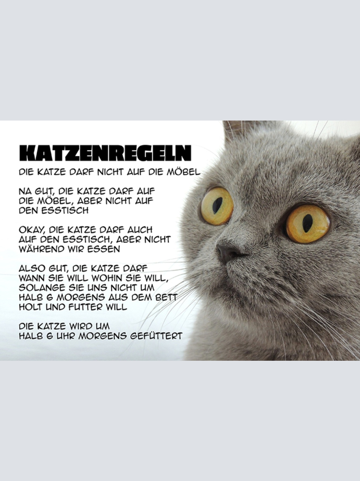 Schild Spruch Katzenregeln Die Katze darf nicht auf die Mögel Na gut Katze JW