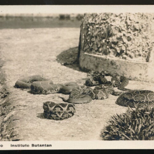 AK aus Sao Paulo Instituto Butantan mit Schlangen Brasilien (699)