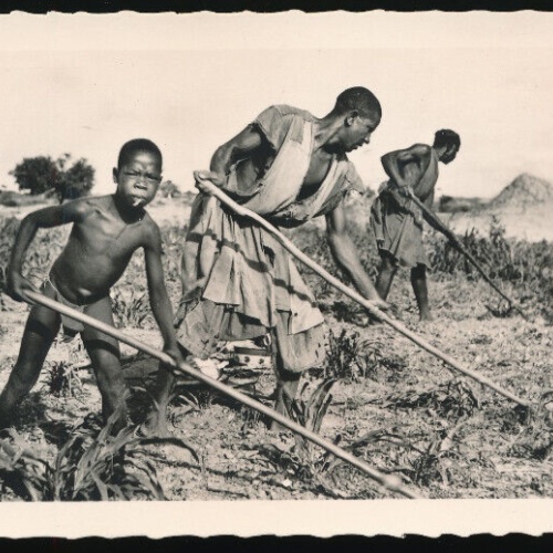 AK aus Dakar Feldarbeiten Desherbage d´un champ de mil Afrika (673)