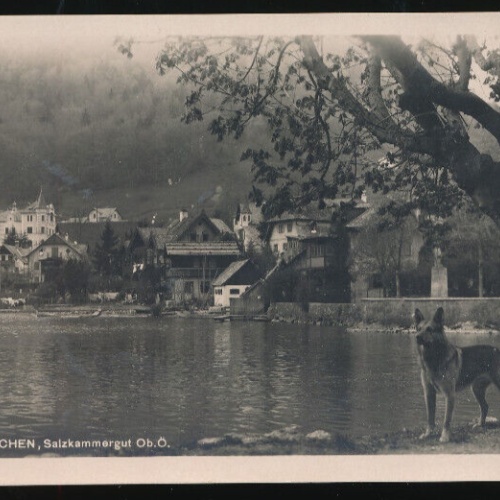 AK aus Traunkirchen mit Schäferhund Oberösterreich (1538)