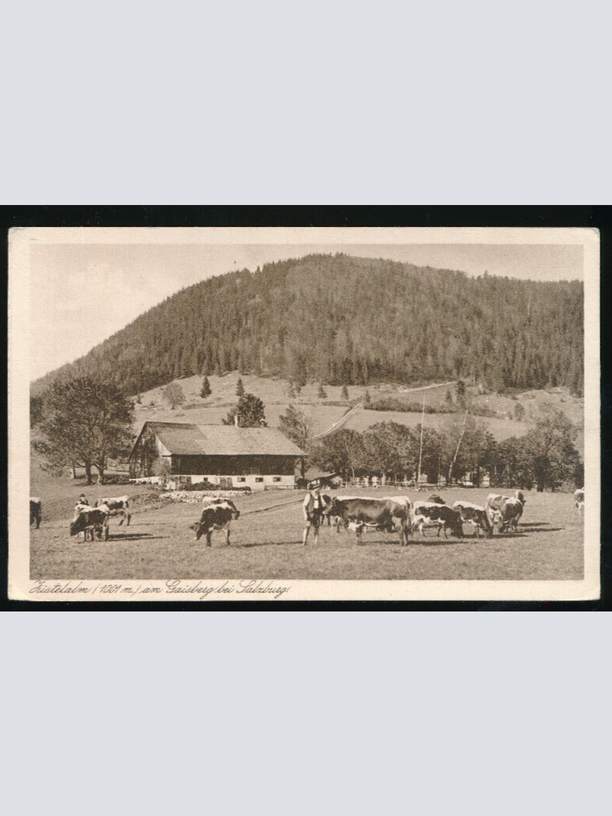 AK Zistelalm Gaisberg bei Salzburg mit Kühen (1377)