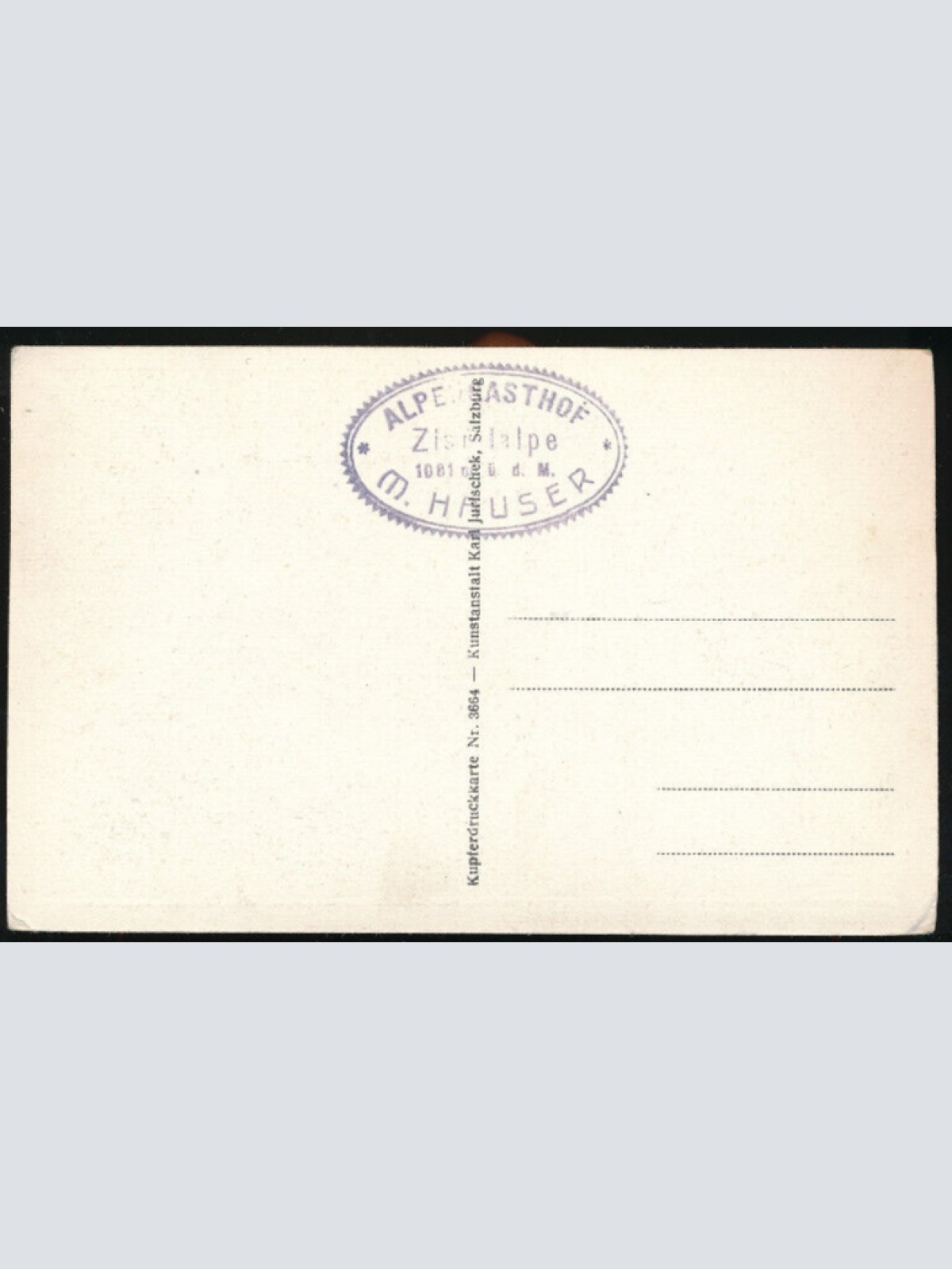 AK Zistelalm Gaisberg bei Salzburg mit Kühen (1377)