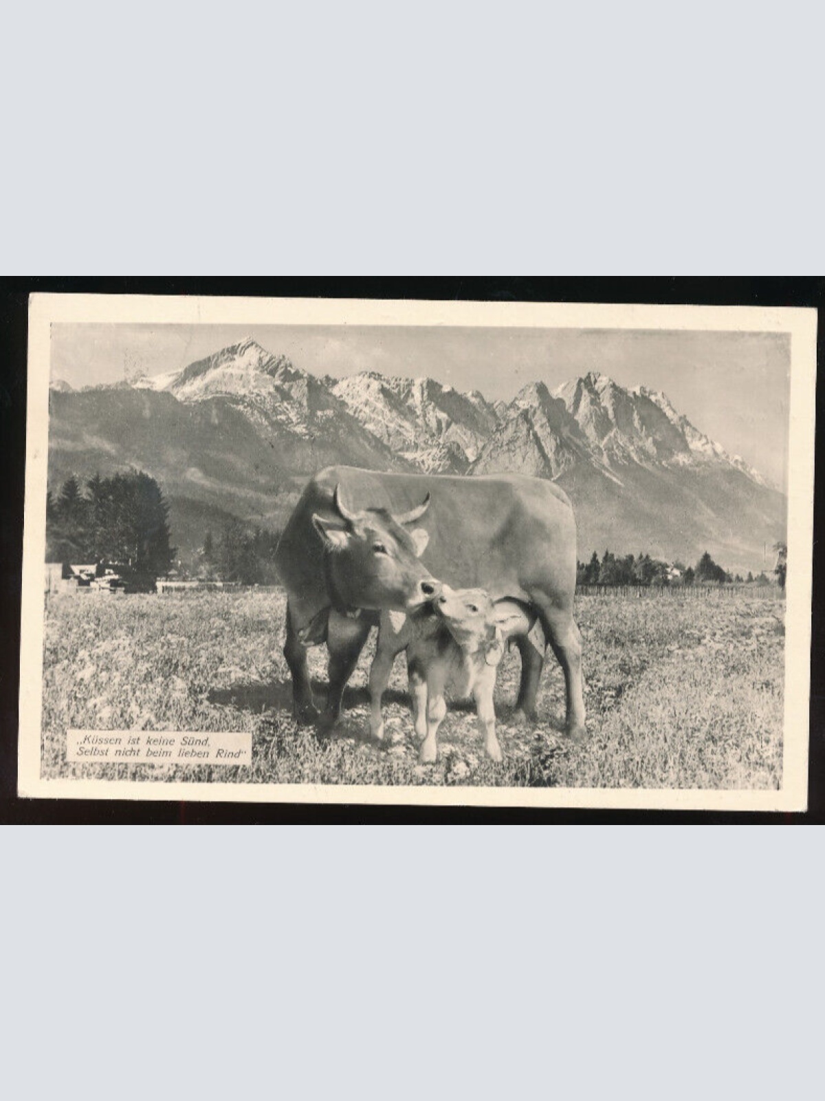 AK von zwei Kühen mit Spruch Küssen ist keine Sünd selbst nicht beim Rind (1264)