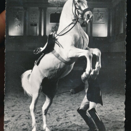 AK aus Wien Spanische Reitschule Pferd mit Pferdetrainer (1821)