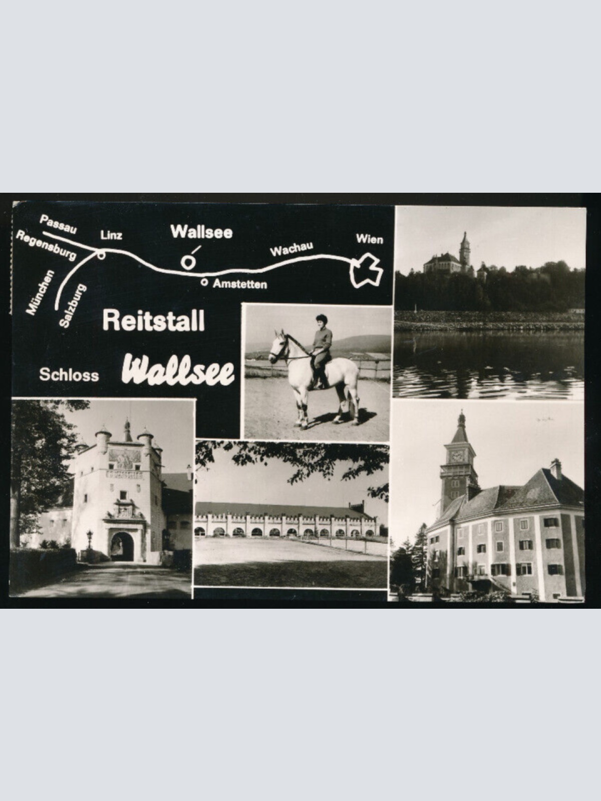 AK vom Wallsee mit Reitstall Mehrbildkarte Niederösterreich (2360)