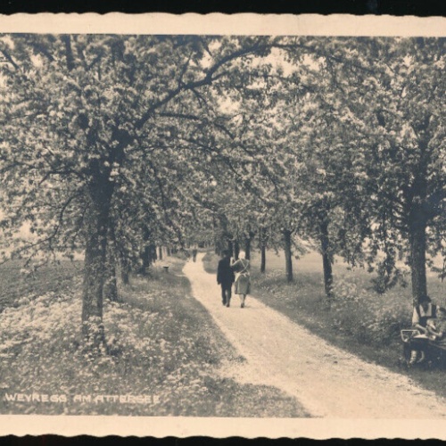 AK aus Weyregg am Attersee Allee Oberösterreich (2860)