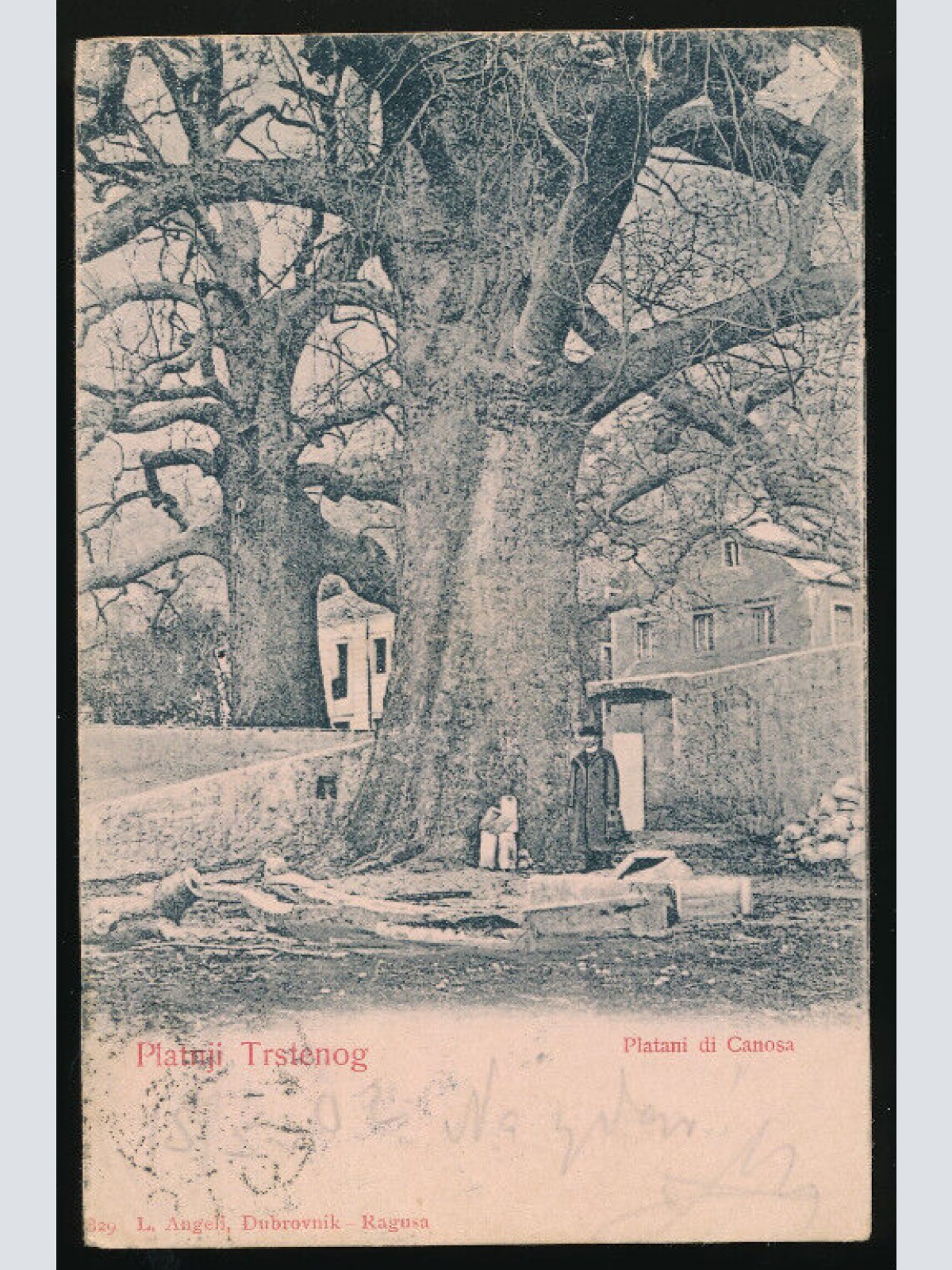 AK aus Platnji Trstenog Kroatien (3241)