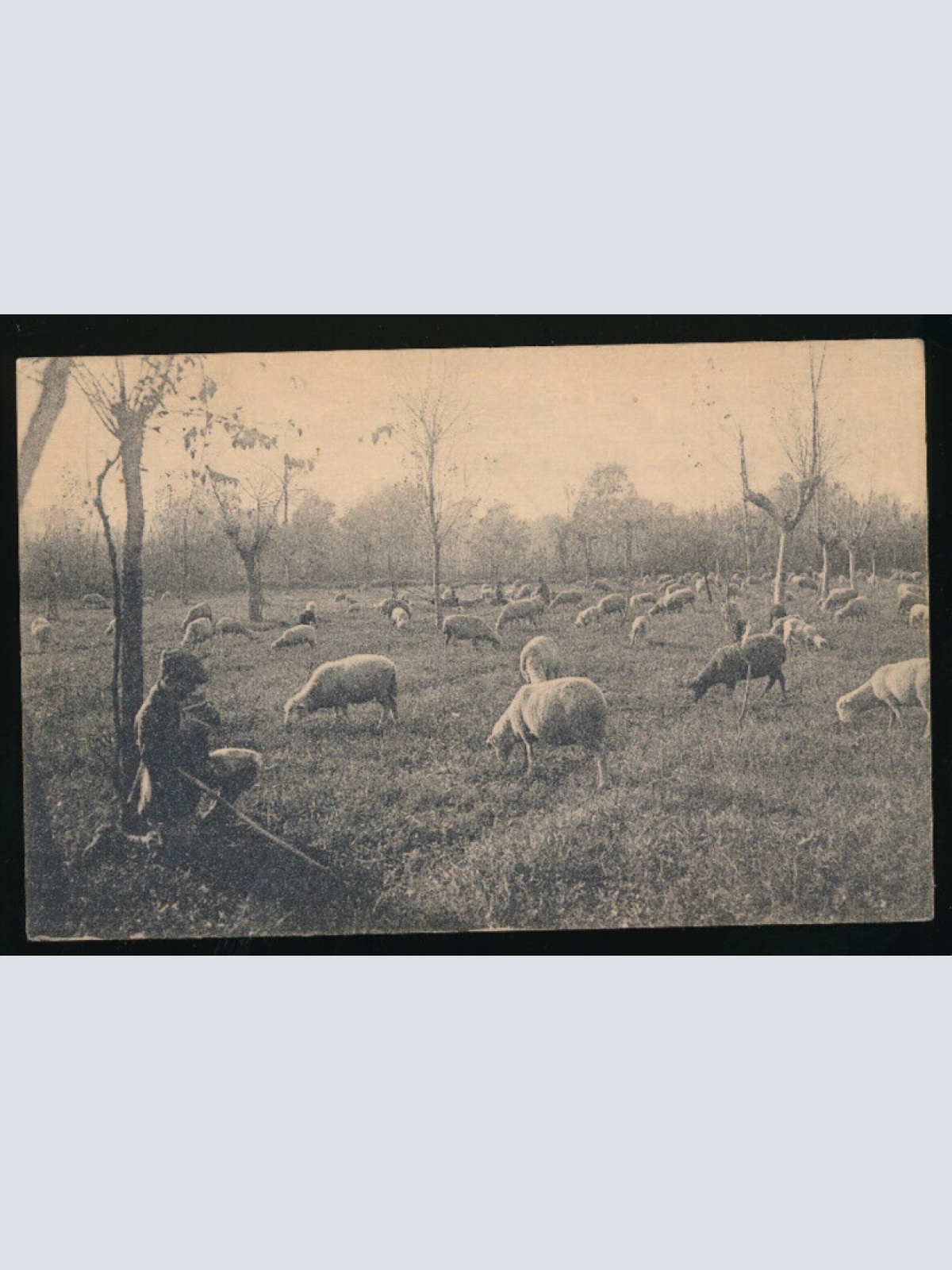 AK von einem Schafhirten mit Schafen aus Italien (3200)