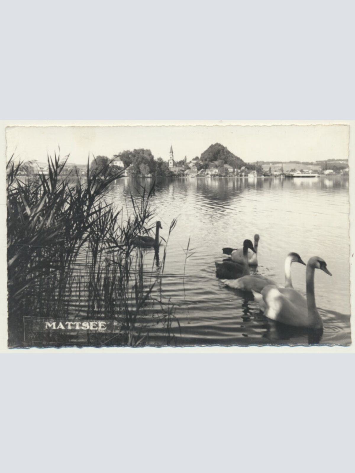 AK aus Mattsee mit Schwäne Salzburg (3734)