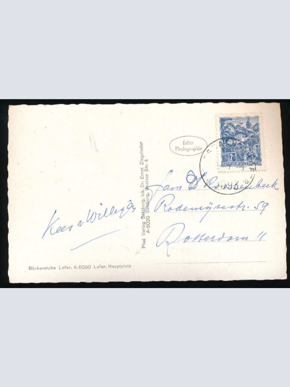 AK aus Lofer mit Kühen - Rinder Salzburg (4481)