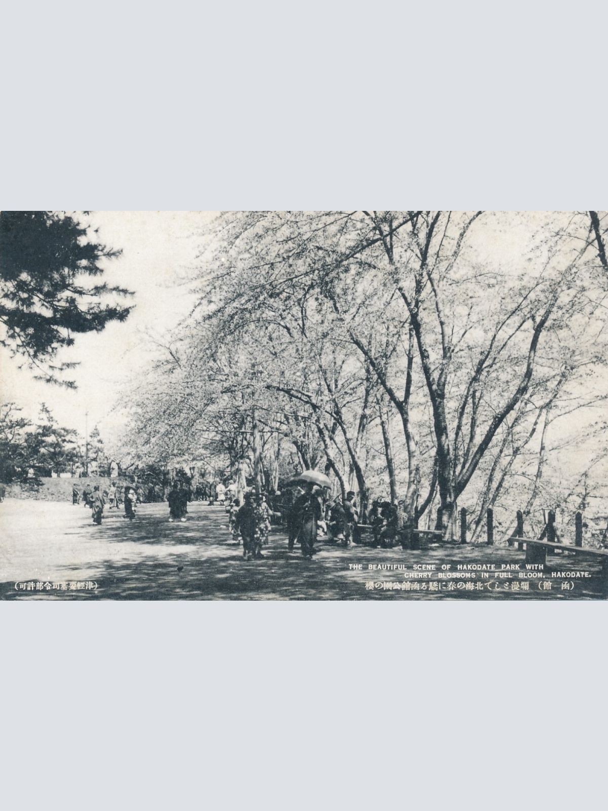 AK, The beautiful scene of Hakodate park with cherry blossoms, Japan (S1046)