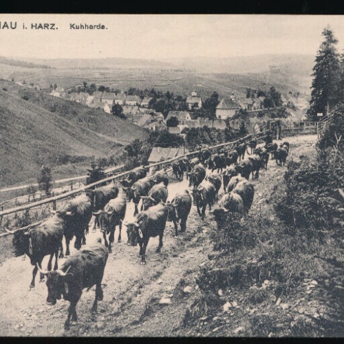 AK aus Altenau mit Kuherde Niedersachsen (4628)