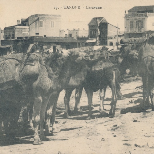 AK aus Tanger Caravane mit Kamelen Maroko (5455)