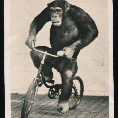 AK aus Berlin Zoologischer Garten mit Affe - Schimpanse auf Fahrad (5872)