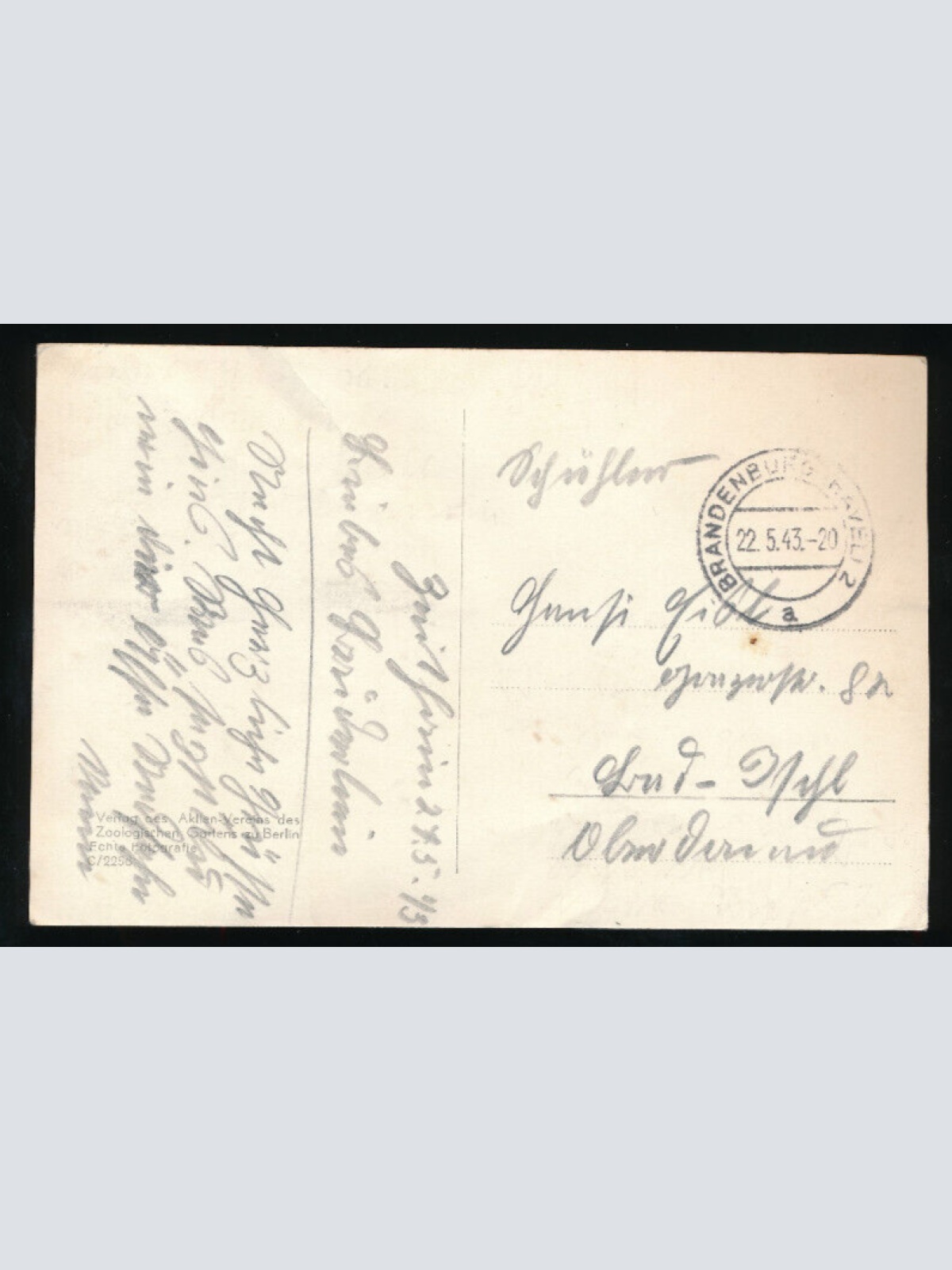 AK aus Berlin Zoologischer Garten mit Affe - Schimpanse auf Fahrad (5872)