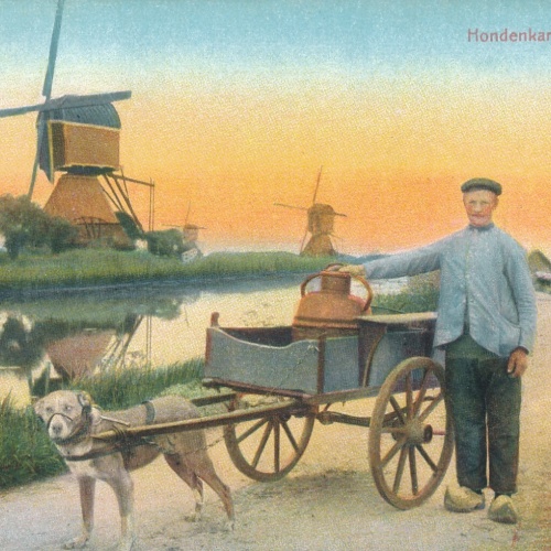 AK aus Holland mit Mühle und Hundekarren - Hundewagen Hondekar (6506)