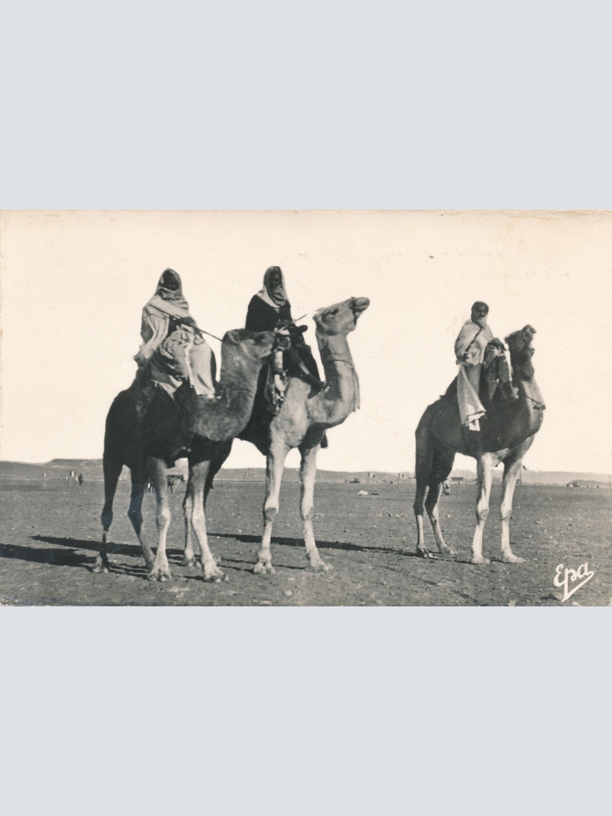 AK aus Algerien Scenes et Types mit Kamel Afrika (7772)