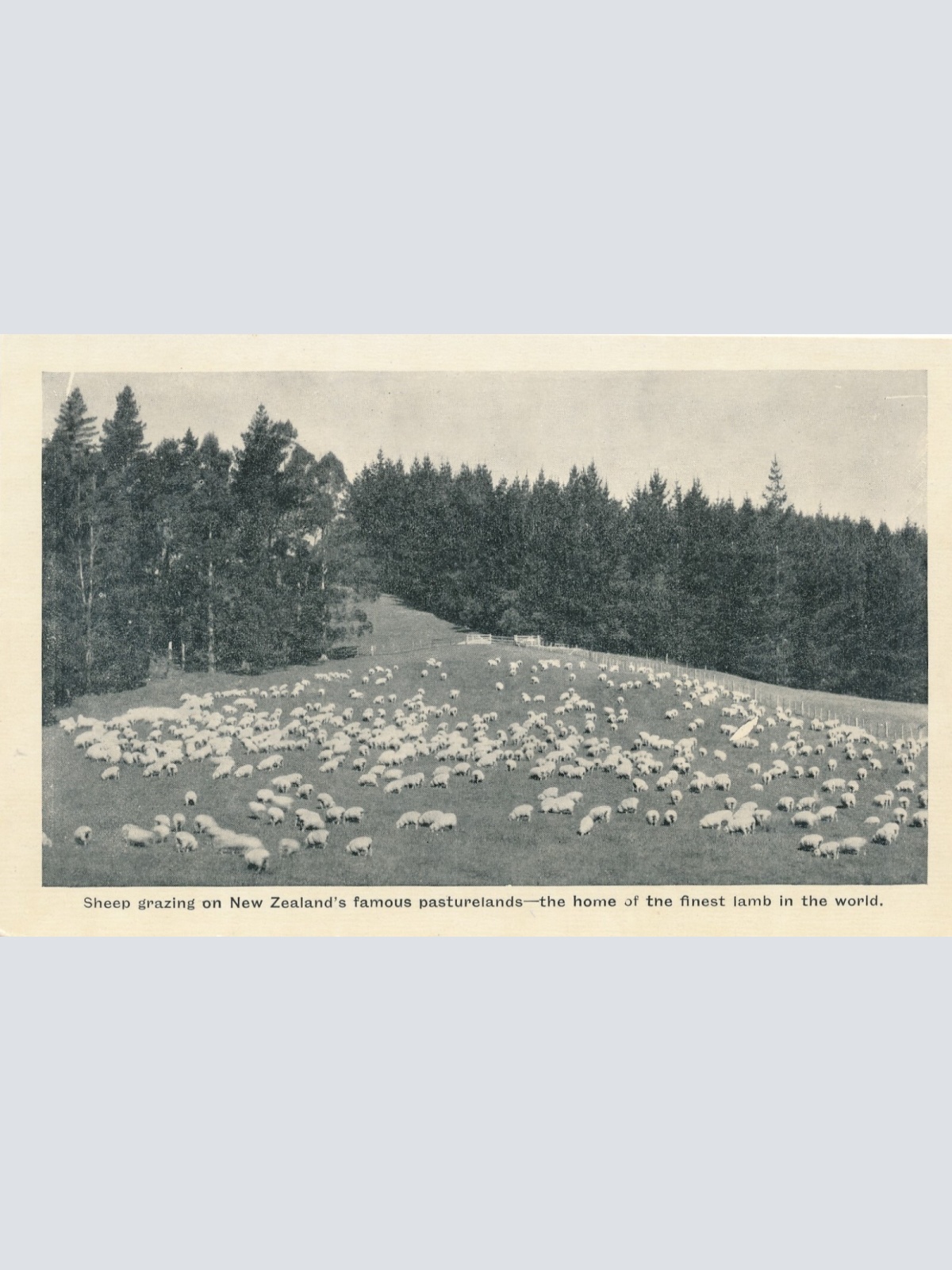 AK aus New Zeeland - Neuseeland mit Schafsherde (6560)