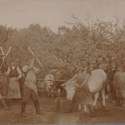 AK Annodazumals Verpflegung Stier Schlachtung (6631)