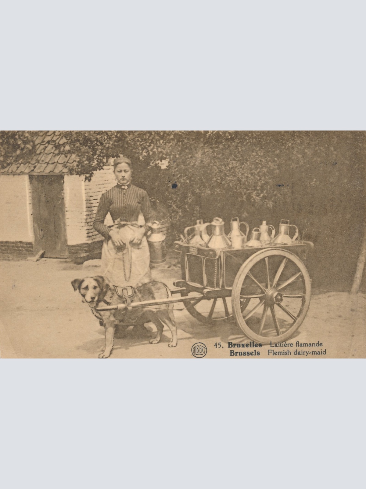 AK Bruxelles - Brüssel mit Hundekarren Belgien (6575)