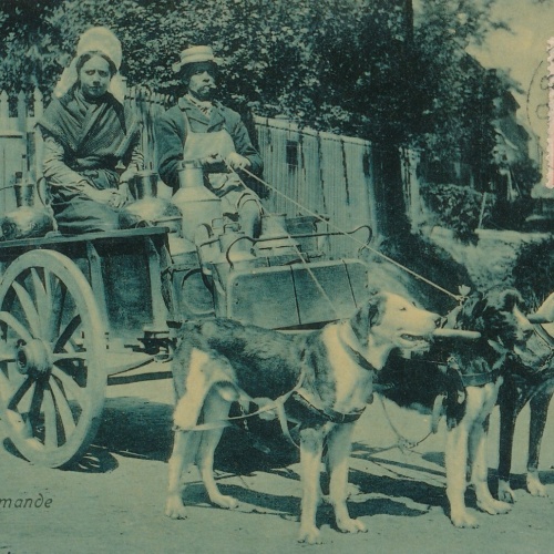 AK Laitiere flamande mit Hundekarren Belgien (6580)