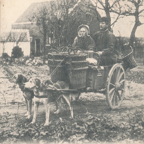 AK aus Attelage de Chiens flamand Hundekarren Belgien (6571)