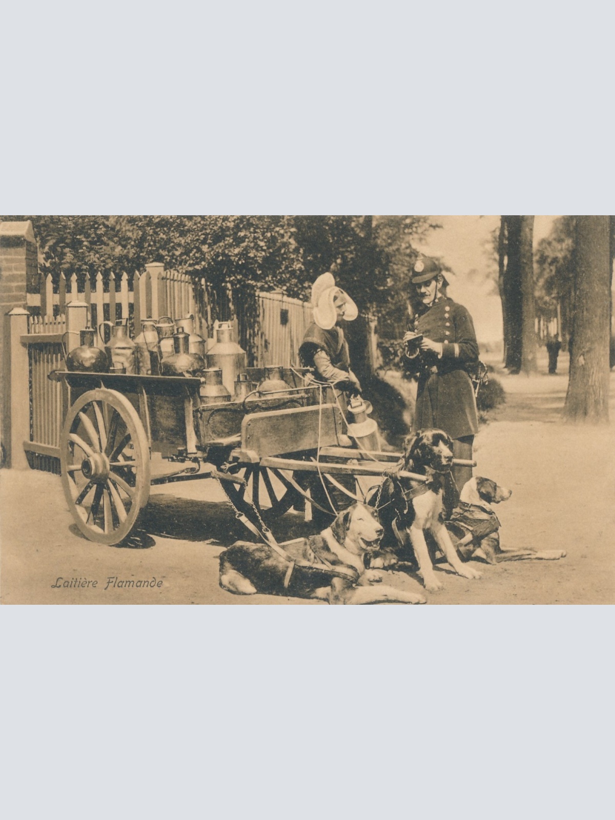 AK Laitiere Flamande mit Hundekarren Belgien (6577)