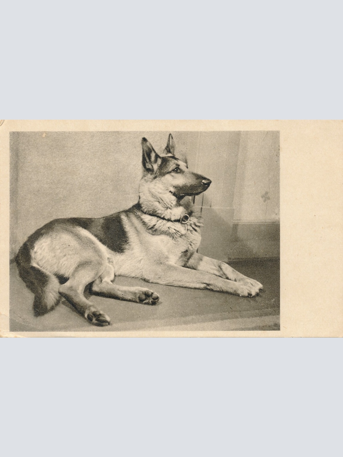 Motiv - Karte von einem Schäferhund Ansichtskarte (10379)