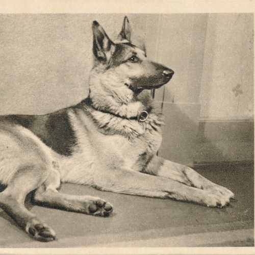 Motiv - Karte von einem Schäferhund Ansichtskarte (10379)