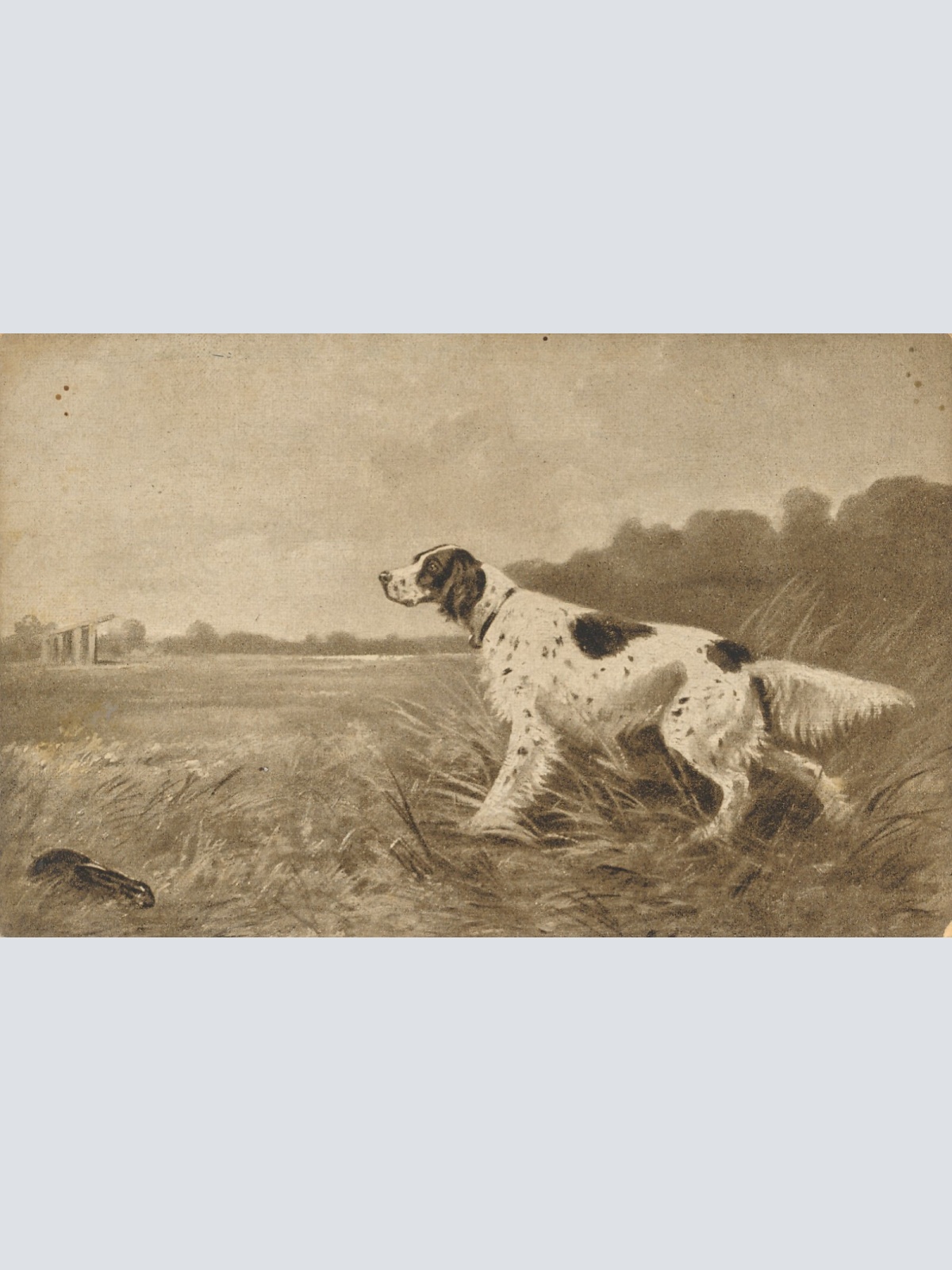 Motiv - Karte von einem Hunden Ansichtskarte (10363)