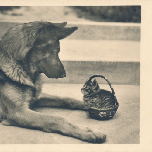 Motiv - Karte von einem Schäferhund mit Katze Ansichtskarte (10367)