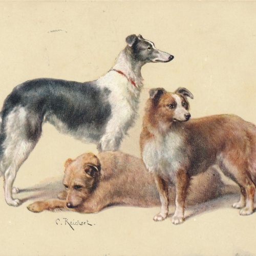 Motiv - Karte von drei Hunden verschiedene Rassen Ansichtskarte (10354)