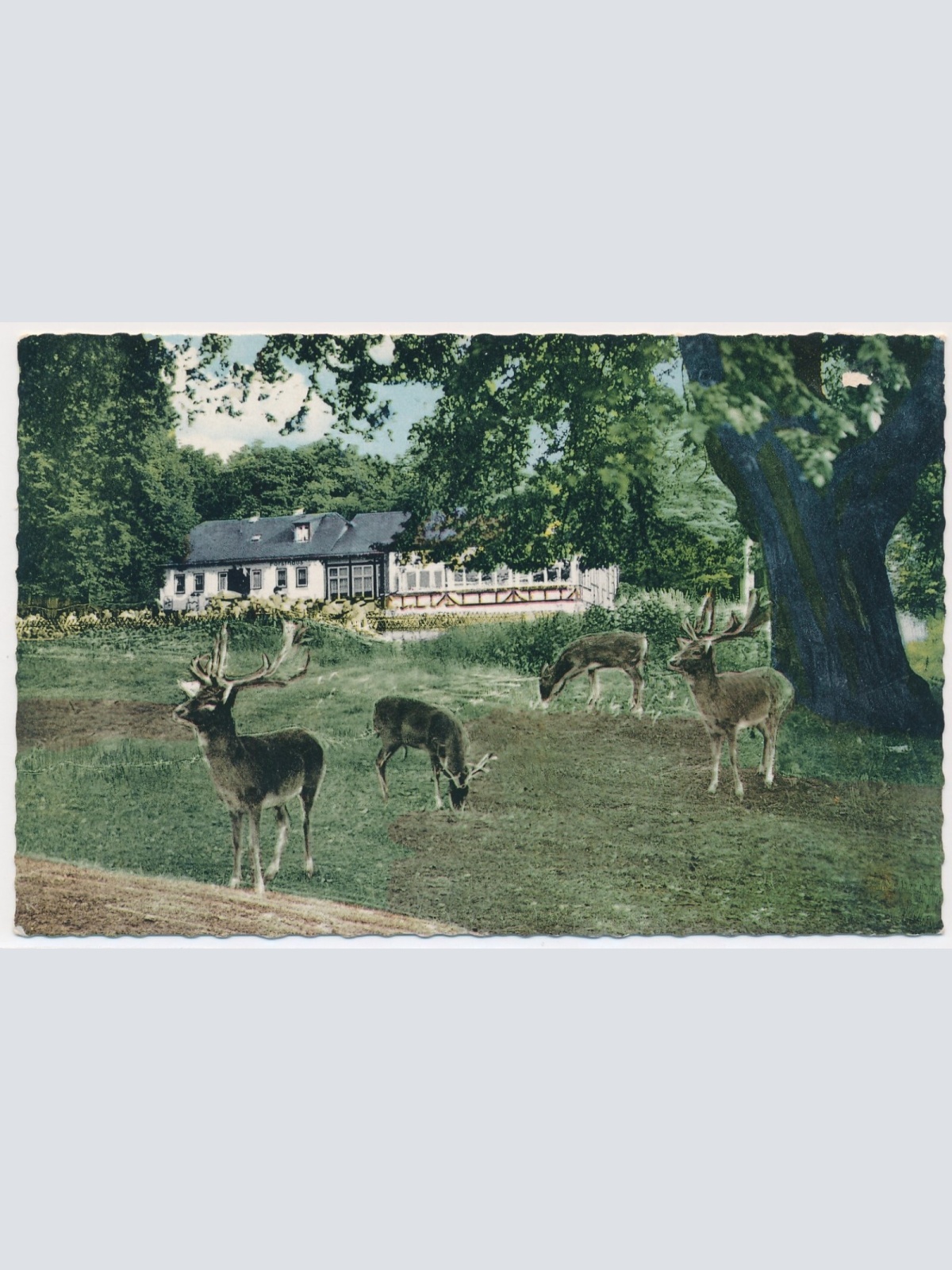 AK, Braunfels a. d. Lahn, Hessen, Reh / Hirsch, Ansichtskarte (S4422)