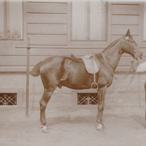 AK Annodazumals Mann mit Pferd Ansichtskarte (16135)